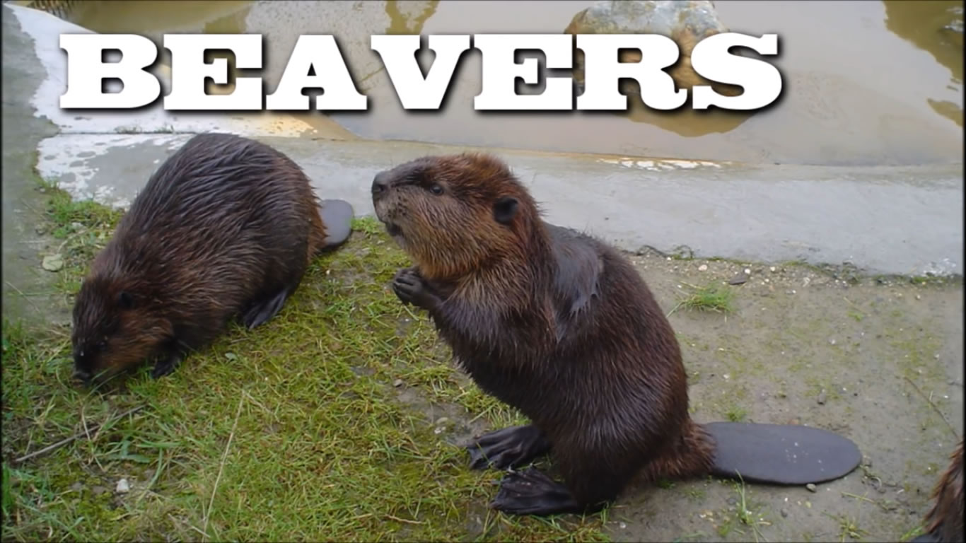 All About Beavers for Children- Animal Videos for Kids - FreeSchool