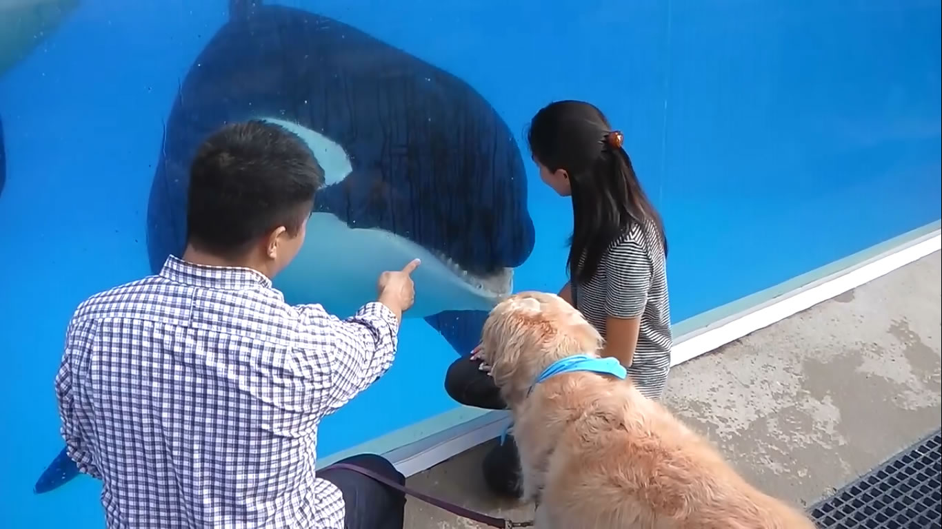 Kobe The Therapy Dog Meets Dolphins and Whales At SeaWorld San Diego - SeaWorld©