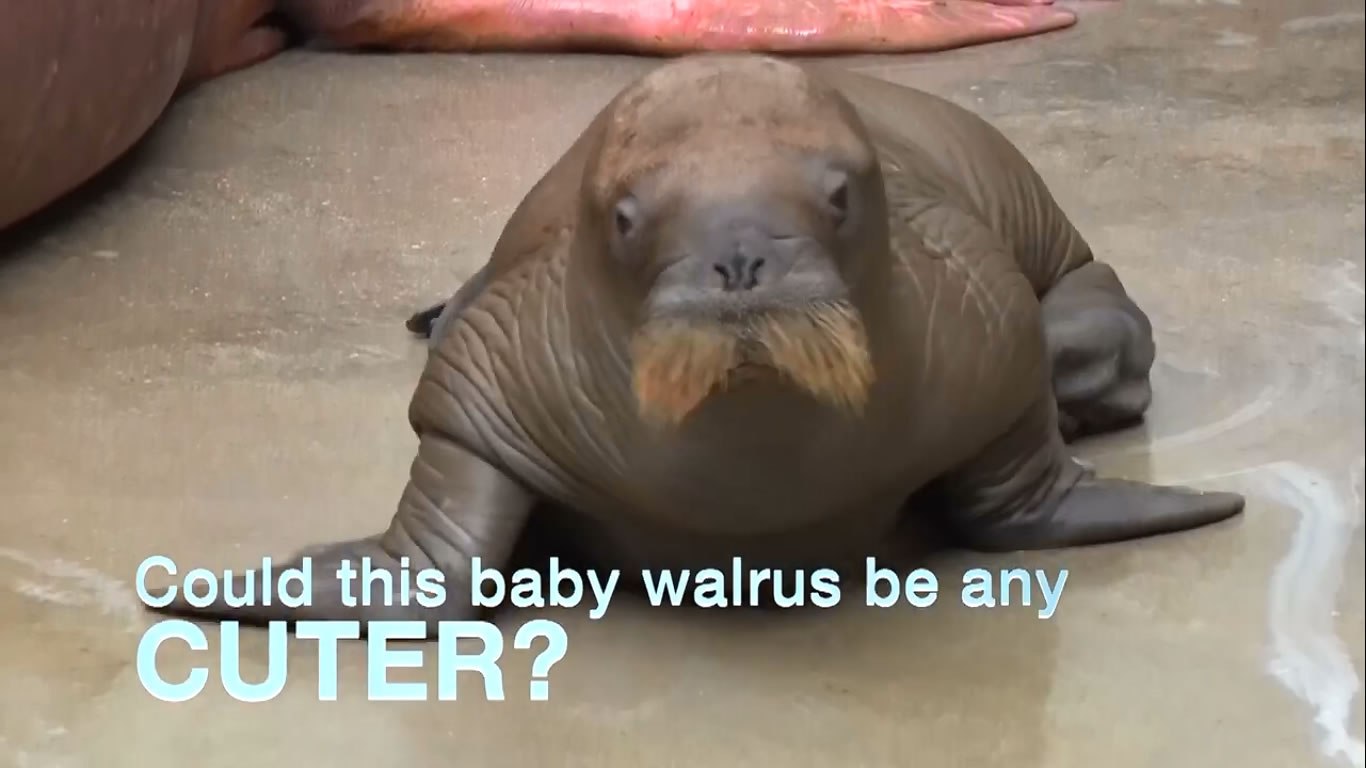 SeaWorld Orlando's Welcomes Baby Walrus - SeaWorld©