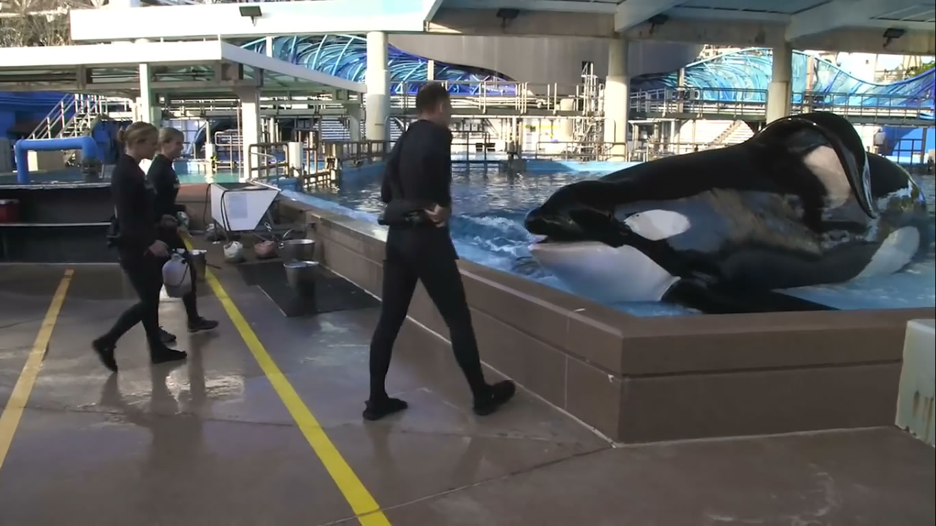 Caring for Tilikum The Killer Whale - SeaWorld© - British English Pronunciation Test  459