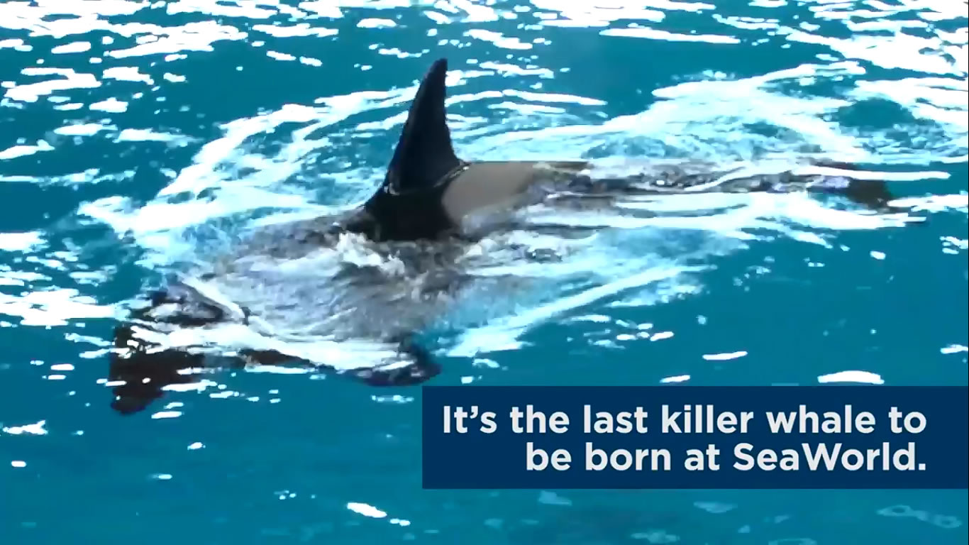 Takara's A Mom, Again! - SeaWorld© - Listen and Write Test 466